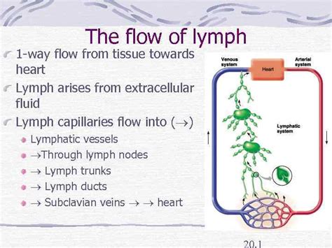 What is the direction of flow of lymph? - BYJU