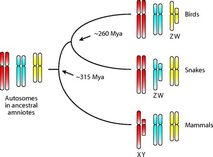 What is the exact length of a chromosome? - Quora