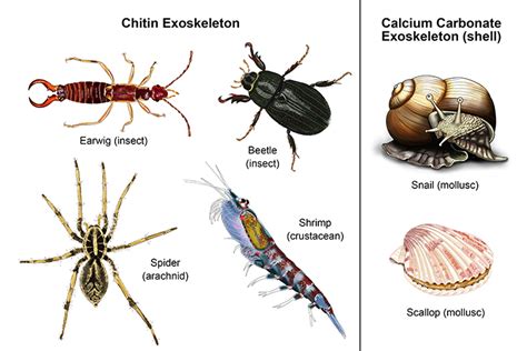 What is the external skeleton of arthropods called?