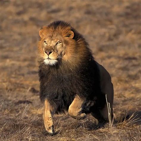 What is the fastest a lion can run? – Stwnews.org