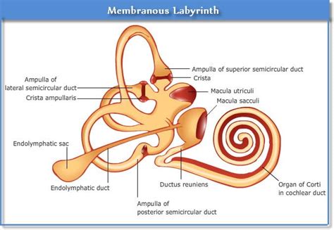 What is the fluid in the labyrinth of the ear? - Answers