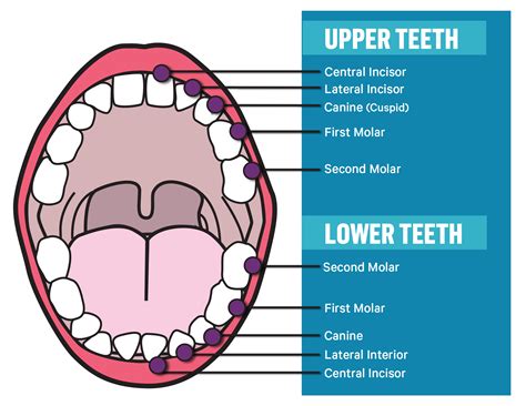 What is the function and location of the incisor teeth?