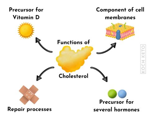 What is the function of cholesterol in the body 