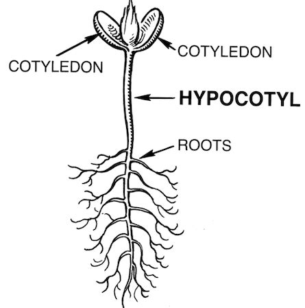 What is the function of hypocotyl? - Studybuff