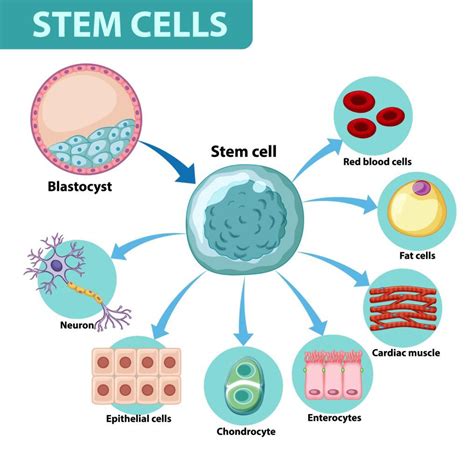 What is the function of stem cells? - scienceoxygen.com