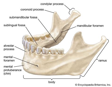 What is the function of the mandible and maxilla?