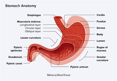 What is the fundus of the stomach Anatomy and function