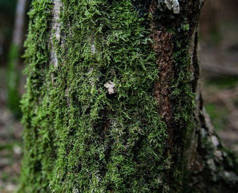 What is the green stuff that grows on headstones? – Short-Fact