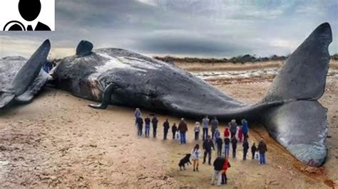 What is the largest animal on the planet. Balaenoptera musculus, the blue whale, is the largest animal ever known to have lived on the planet, including all dinosaurs. Even at birth, it's larger than adults from most other animal... 