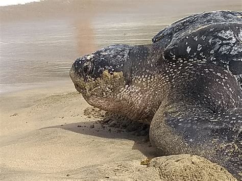 What is the largest sea turtle in the world? TAG24