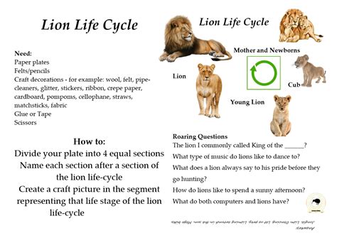 What is the life cycle of the lion? - Answers