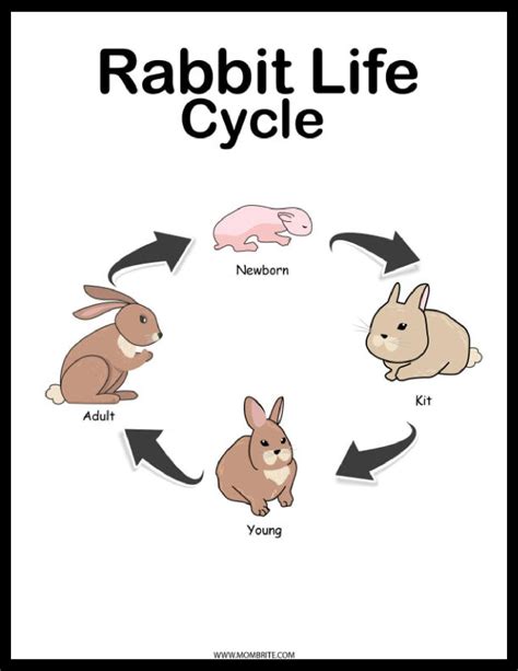 What is the life cycle of the rabbit? - Answers