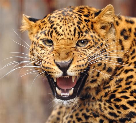 The jaguar lives in a variety of habitats, fro
