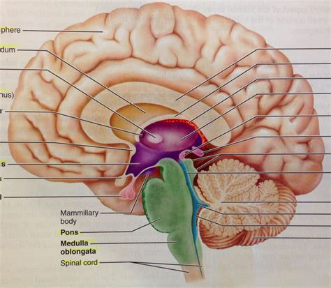 What is the location and function of corpora quadrigemina