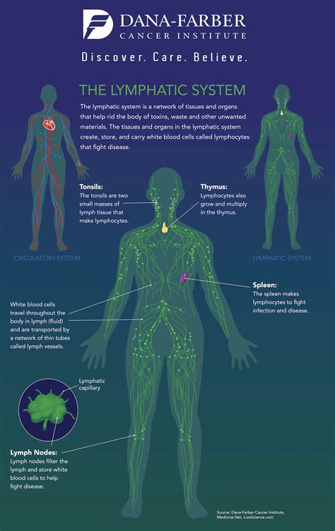 What is the lymphatic system? - Lymphoma Australia