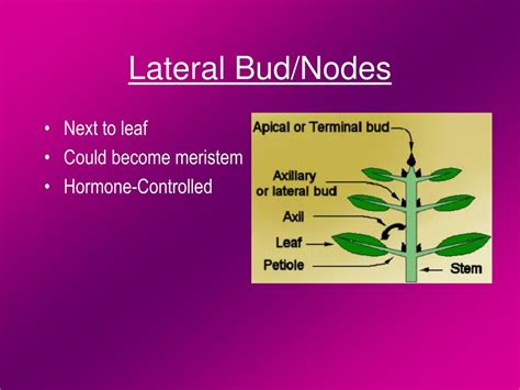 What is the meaning of lateral buds? - Studybuff