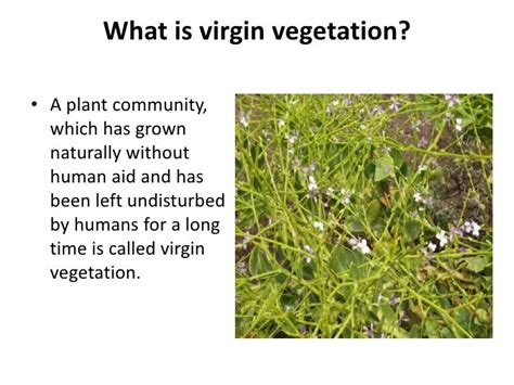 What is the meaning of virgin vegetation? - NextGurukul