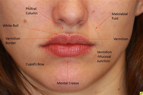 What is the medical term meaning pertaining to the lip?