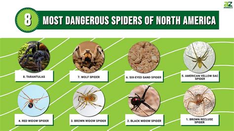 What is the most dangerous spider? - Quora