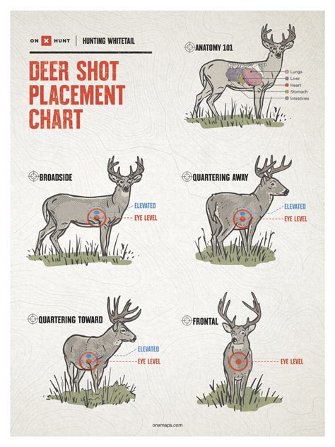What is the most effective shot for deer size animals. A great deer bullet must expand dramatically. Penetration is important but secondary. Deer don’t have the massive bones and dense muscle of elk, nor the sheer body size. Big holes leak life fast. Some … 