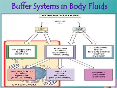 What is the most important buffer system for the extracellular fluid ...