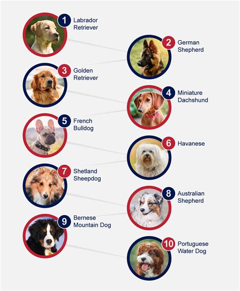Top 10 dog breeds Australians are going mutts for in 
