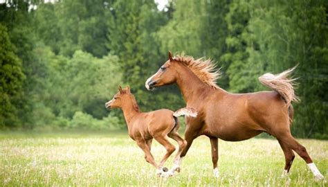 What is the name of a foals mom? - Answers