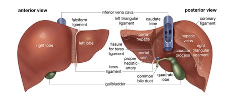 What is the normal size of a liver in cm? - Quora