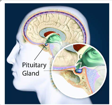 What is the pituitary gland? The Pituitary Foundation