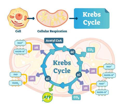 What is the purpose of the Krebs cycle? Socratic