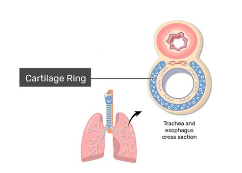 What is the purpose of the cartilage rings that are found in the