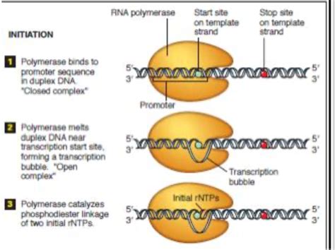 What is the role of RNA polymerase in transcription? Quizlet