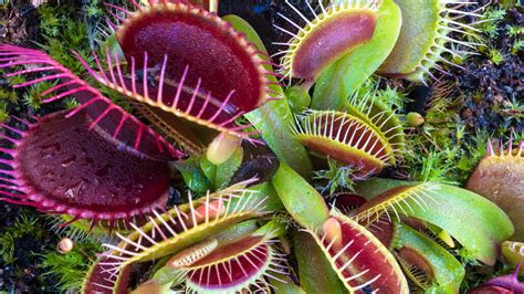 What is the scientific name of the Venus Flytrap? - Answers