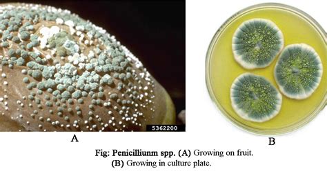 What is the size of Penicillium? – Fdotstokes.com