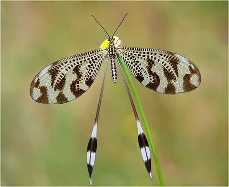 What is the slowest flying insect? - Answers