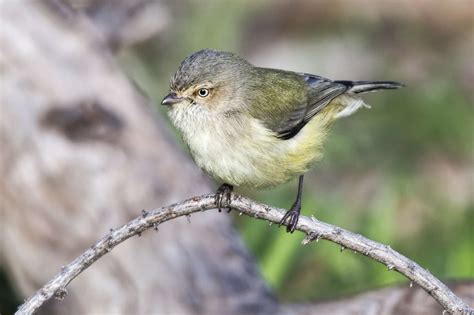 What is the smallest bird in Canada?