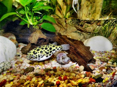 What is the smallest puffer fish? Exotic Fish Tank