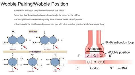 What is the wobble effect in DNA? - scienceoxygen.com