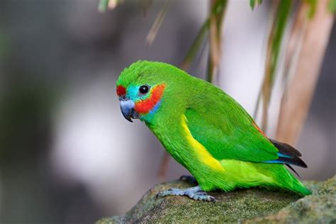  There are around 900 species of birds in Australia, with many of