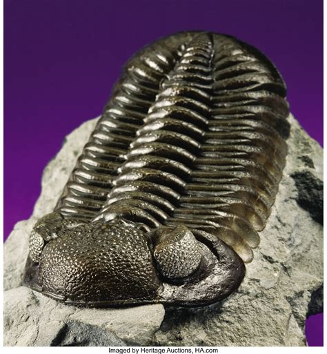 A curled-up trilobite fossil. (Bryan Jones/Flickr/CC BY-NC-ND 2.0) This is how we know that trilobites had compound eyes like insects, consisting of clusters of photoreception units called ommatidia, each with its own photoreceptors and lenses. Examinations of broken sections of the fossilized lenses reveal a crystalline material made of calcite.