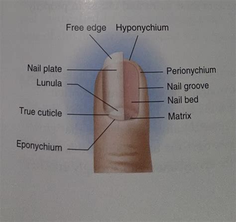 the whitish, half -moon shape at the base of the nail. the part of the nail that extends over the tip of the finger or toe. a tough band of fibrous tissue that connects bones or holds an organ in place. the skin overlapping the side of the nail. after an injury, infection, or disease, the nature nail will return to its healthy growth as long as .... 