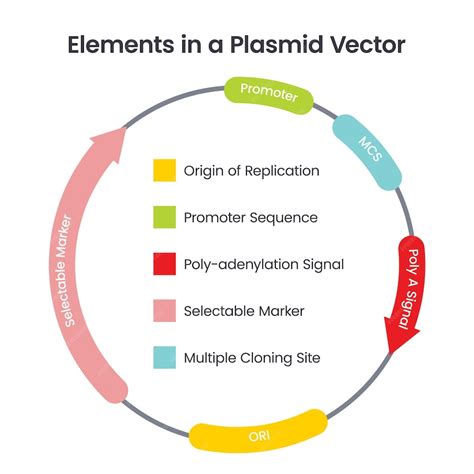 What is vector diagram