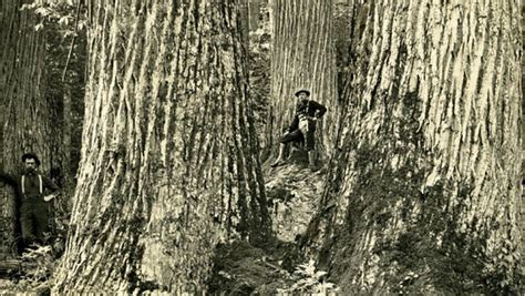 What it Takes to Bring Back the Near Mythical American Chestnut Trees