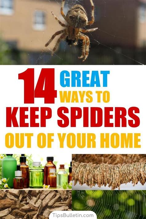 What keeps spiders away. Throw away any garbage in your car and place all items you don't need in a plastic or reusable bag. Place the bag in the trunk and, when you have time, take it out of the car and drop it off at your home. [1] 2. Clean and vacuum your car thoroughly. Spiders like to hide in dark, dirty areas. 