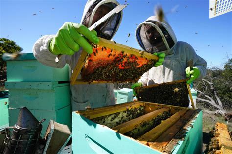 What killed 3 million honey bees in Southern California? Beekeepers fear the answer has larger ramifications