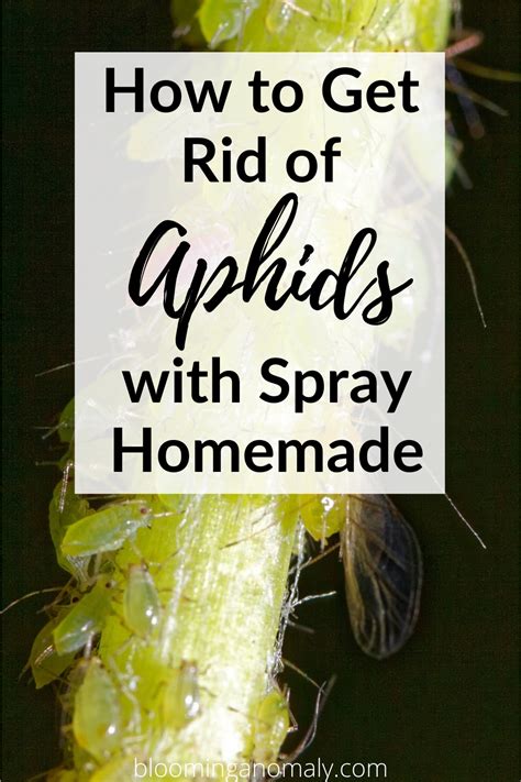 What kills aphids instantly. It kills aphids in all forms of development by suffocating them and halting reproduction. Simply dilute one tablespoon of neem oil in two cups of water. Spray the solution all over the plant, focusing on the underside of the leaves, once a week. Horticultural oils are slightly different, usually vegetable-based. 