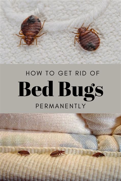 What kills bed bugs permanently. There are many chemicals that can be used to kill bed bugs permanently. Pyrethrin is one of the most common chemicals that kills bed bugs. For mild infestations that are discovered early or for infestations that need spot treatment, chemical treatments are helpful. To completely eradicate bed bugs, these treatments frequently necessitate one to ... 