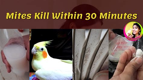 What kills bird mites instantly. Vacuum. Frequently vacuuming infested rooms will dramatically reduce the number of mites. Make sure carpets, rugs, curtains, and furniture are all thoroughly vacuumed. Vacuum bags should be immediately removed from the vacuum cleaner and sealed in a bag and put in the freezer. This will kill the mites. 