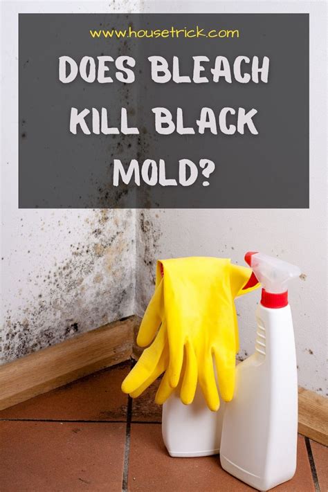 What kills black mold. 
