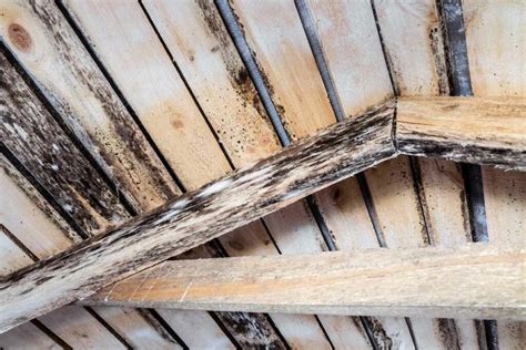 What kills black mold on wood. There is no exact temperature documented to kill mold and its spores. In fact, there are conflicting reports as to whether heated air or freezing air even kills mold. According to ... 